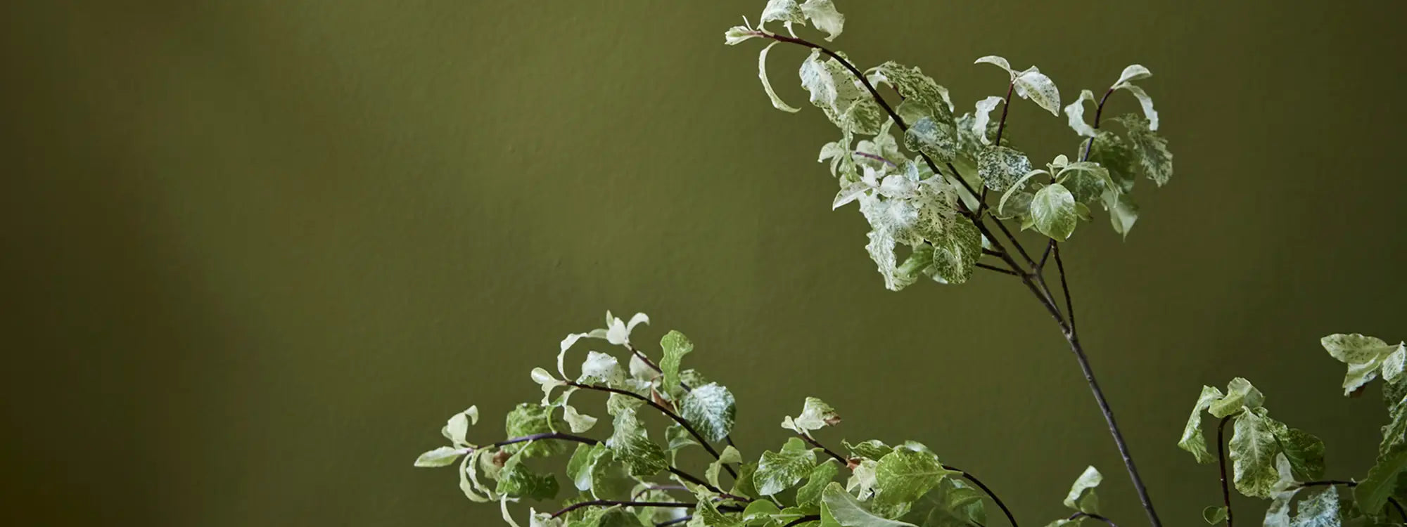 Wall Primer Sealer Little Greene