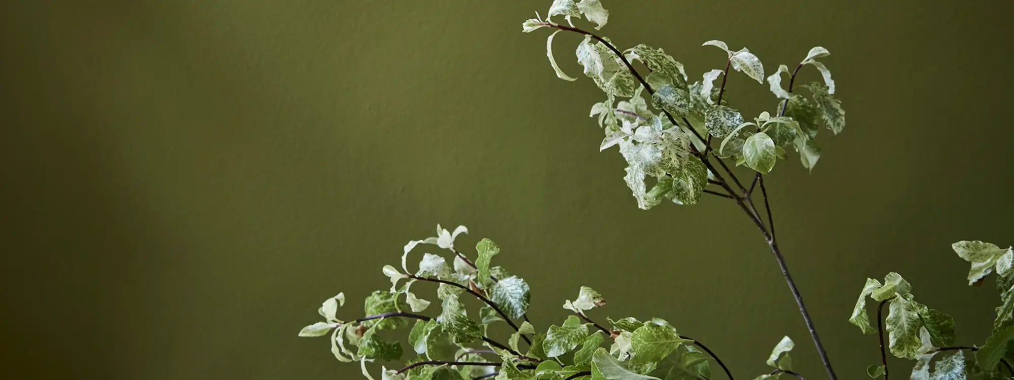 Wall Primer Sealer Little Greene - Traumfarbe.com