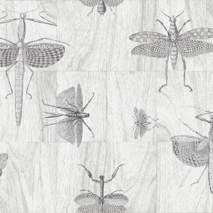 42001 Wings Ligna Arte - Traumfarbe