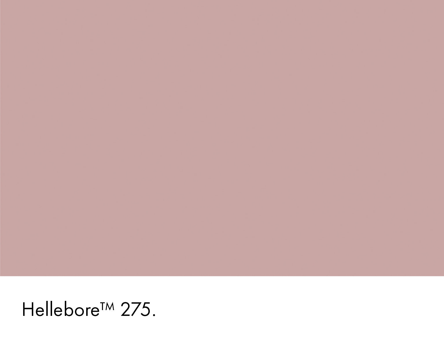 Hellebore Wall Primer Sealer Little Greene